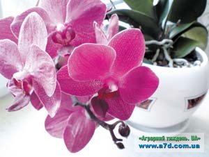 Домашні орхідеї