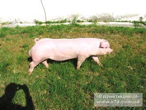 Високоефективне виробництво свинини із застосуванням сучасних селекційних досягнень та інтенсивних технологій
