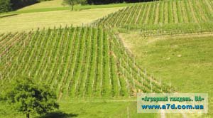 Одна з проблем галузі виноградарства та виноробства