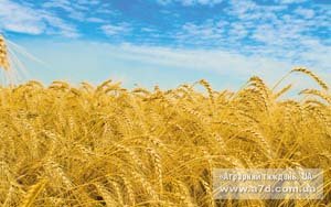 Про стандарт на пшеницю