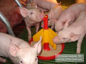 Ресурсозбереження у технологіях кормоприготування і годівлі свиней