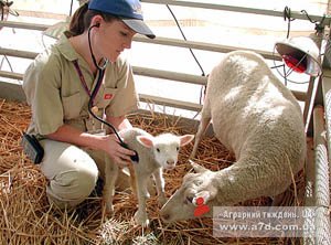 Токсикологічний моніторинг: забезпечення якості й безпеки продукції тваринництва