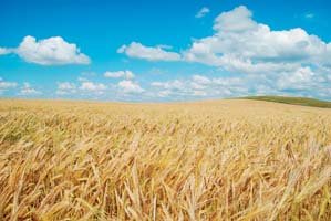 Вчені аграрії переконані: Україна зможе виступити ініціатором створення світового запасу зерна