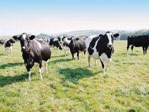 Молочне скотарство потребує відродження