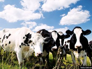 Сучасна стратегія вирощування молочних тварин