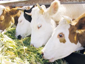 Організація повноцінної годівлі високопродуктивних корів