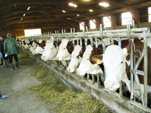 Молочне скотарство: досвід Ізраїлю