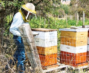 Нардепи захистять бджіл від ДАІ