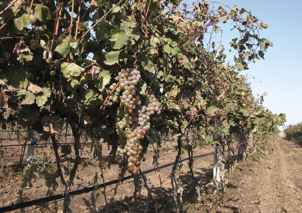 В Доме марочных коньяков «Таврия»  стартовала уборка винограда