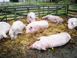 Свиньи подхватили экономический вирус