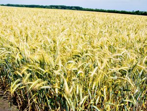 Зернокормова культура Полісся