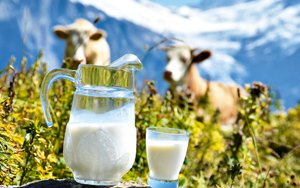 Чому велике молоко приносить лише збитки?