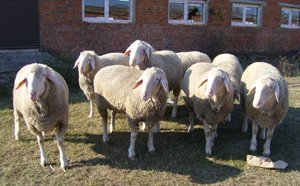 Особливості вівчарства Хмельниччини