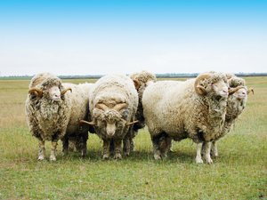 Досвід створення і розведення овець таврійського типу