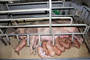 Відгодівля свиней і паратипові фактори