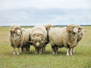 Основа розведення овець