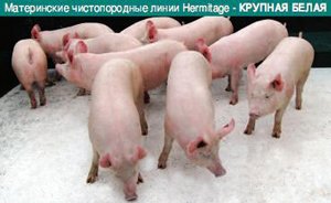 Hermitage Genetics в Украине