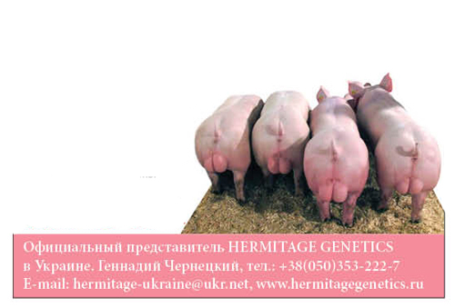 Hermitage genetics - свиноводство