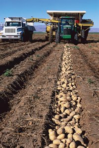 Насінництво картоплі в Україні: стан та перспективи розвитку