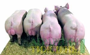 4 фактори впливу на ефективність виробництва свинини