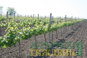 Адаптація вітчизняного виноградарства до сучасних соціально-економічних умов в Україні
