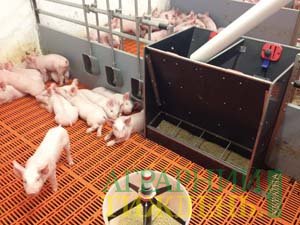 Инновационные проекты для производства свинины