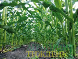 Захист кукурудзи у монокультурі
