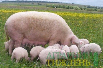 В Україні меншає свиней
