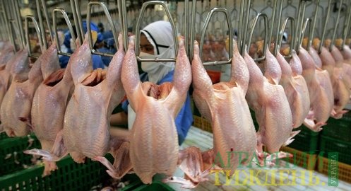 Украина экспортировала мяса птицы на 162 млн долл.