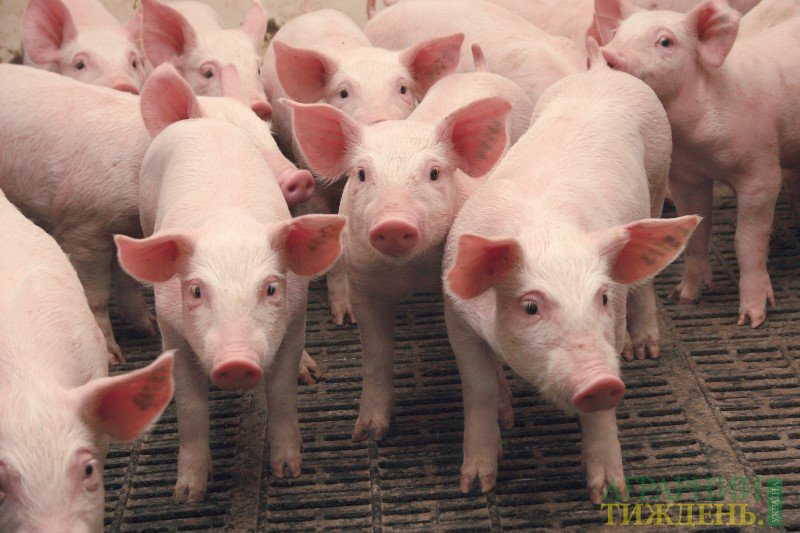 Мировой спрос на свинину толкает цены вверх
