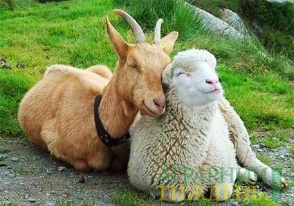 В Украине стало больше коз и овец