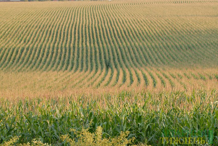 Шкідливі організми кукурудзи та захист від них цариці полів