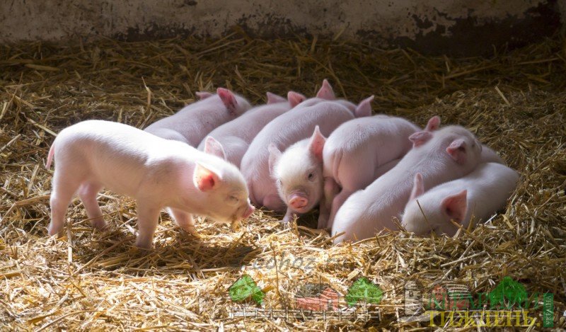 Тренд на зменшення поголів’я свиней продовжиться