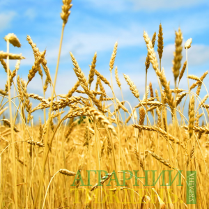 Лише 35% зареєстрованих сортів озимої пшениці працюють на виробництво