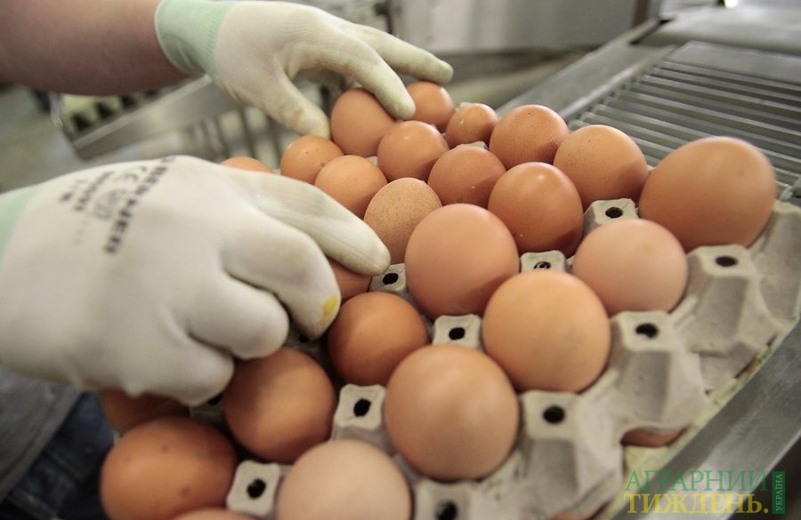 Украина экспортировала почти до 30 тыс. т яиц