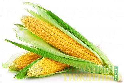Основні ринки збуту для української кукурудзи