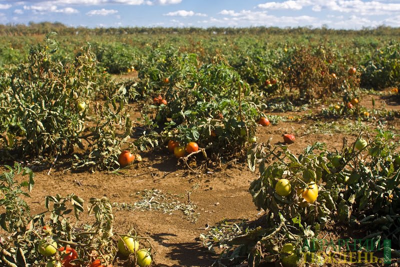 На Николаевщине 35% томатных плантаций поражено фитофоторозом