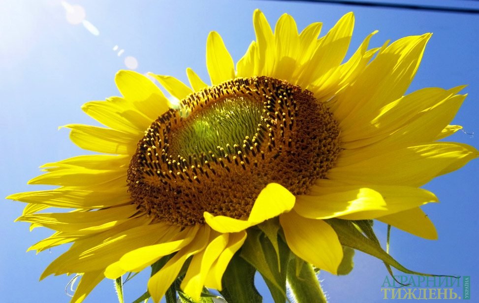 USDA: Україна виробить 14,5 млн т соняшнику