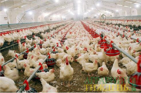 Ирак вложит $15 млн в птицефабрику в Киевской области