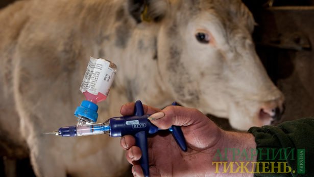 ФАО призывает к широкомасштабной вакцинации скота