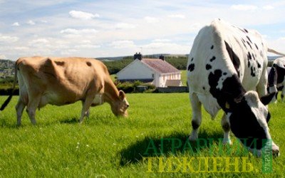 Вартість сімейної молочної ферми