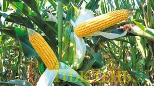 Нові високоадаптивні гібриди кукурудзи