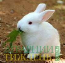 Домогосподарства на сході України отримують двомісячних кроликів
