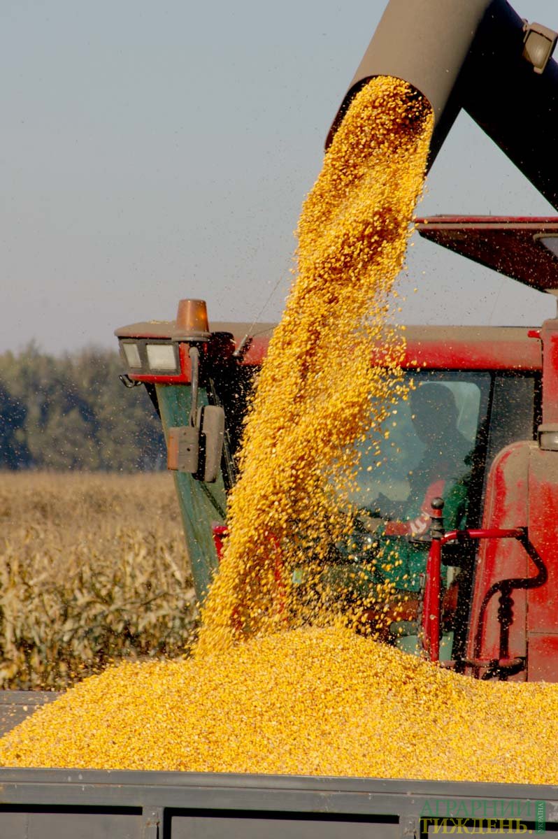 Украина соберет кукурузы на 10% меньше, нежели в прошлом сезоне