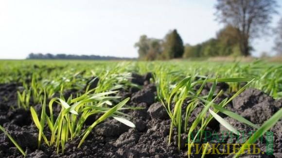 В Украине теплые зимы могут на 20-30% увеличить урожай озимой пшеницы