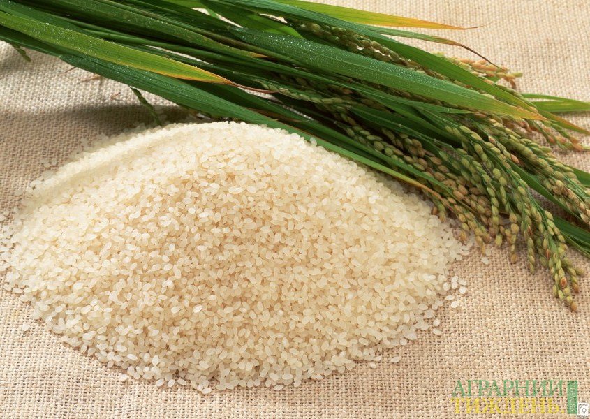 Эксперты повысили прогноз производства риса в мире на 2 млн. тонн