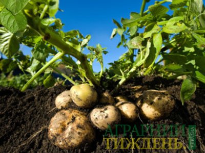 Україна торік збільшила експорт картоплі в 3,5 рази