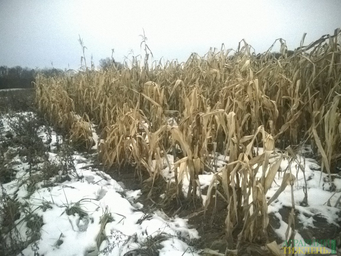 Аграрії залишають кукурудзу зимувати у полях