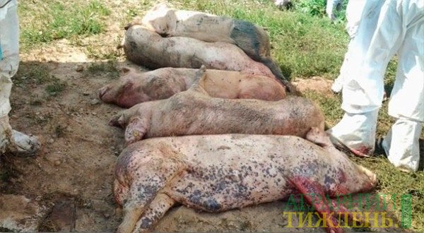 В Полтавской области из-за АЧС уничтожили более 1 тыс. голов свиней