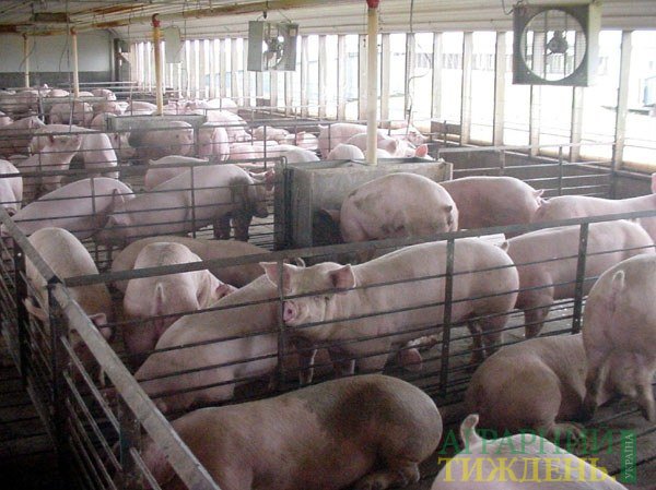 Названы крупнейшие производители свинины в Украине за 2017 год